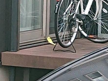 保護された鳥 保護された鳥