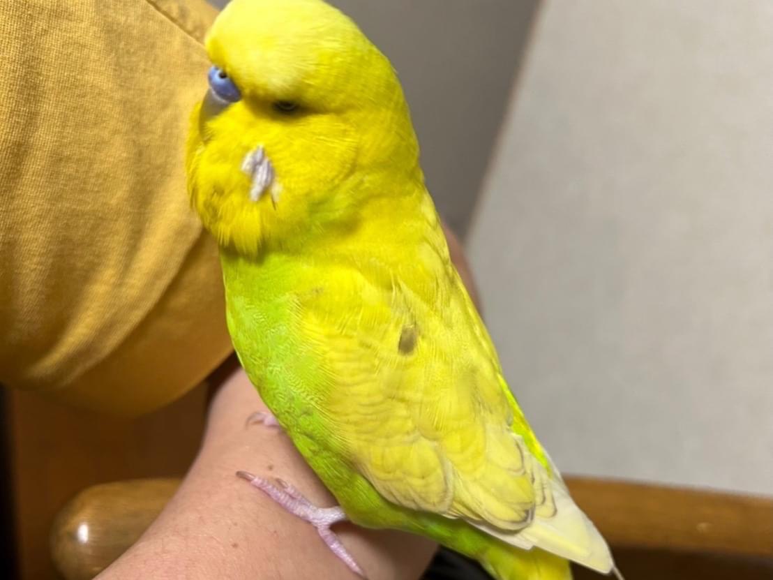 パインちゃん パインちゃん