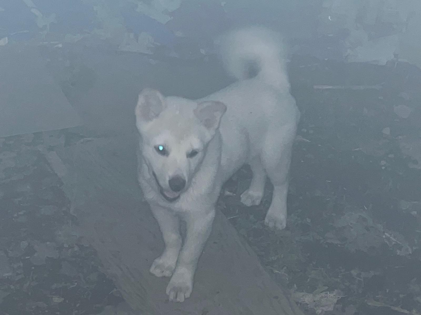 目撃された犬 目撃された犬