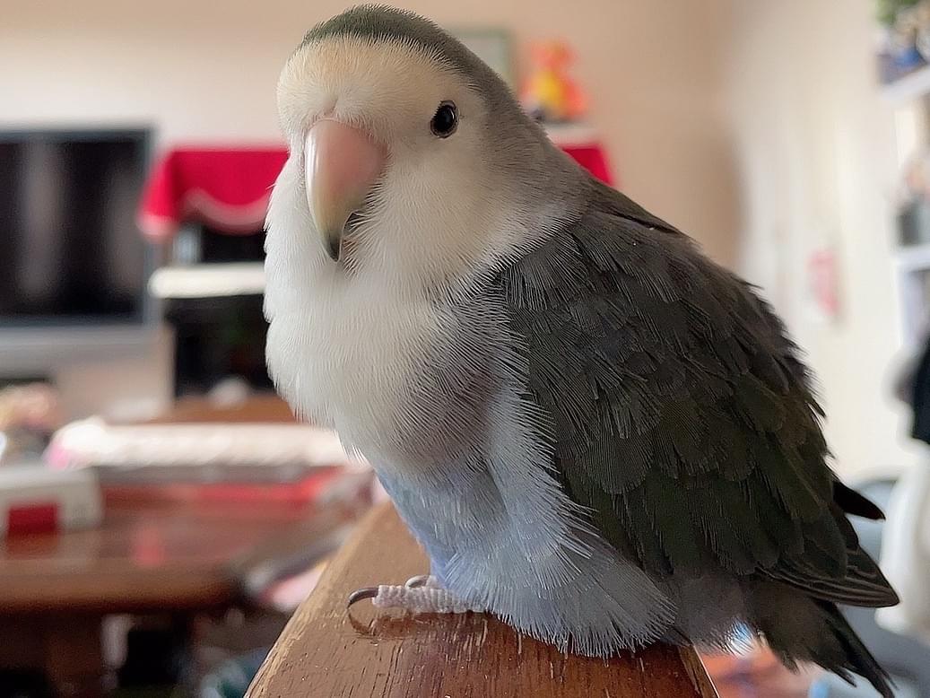 すーちゃん すーちゃん