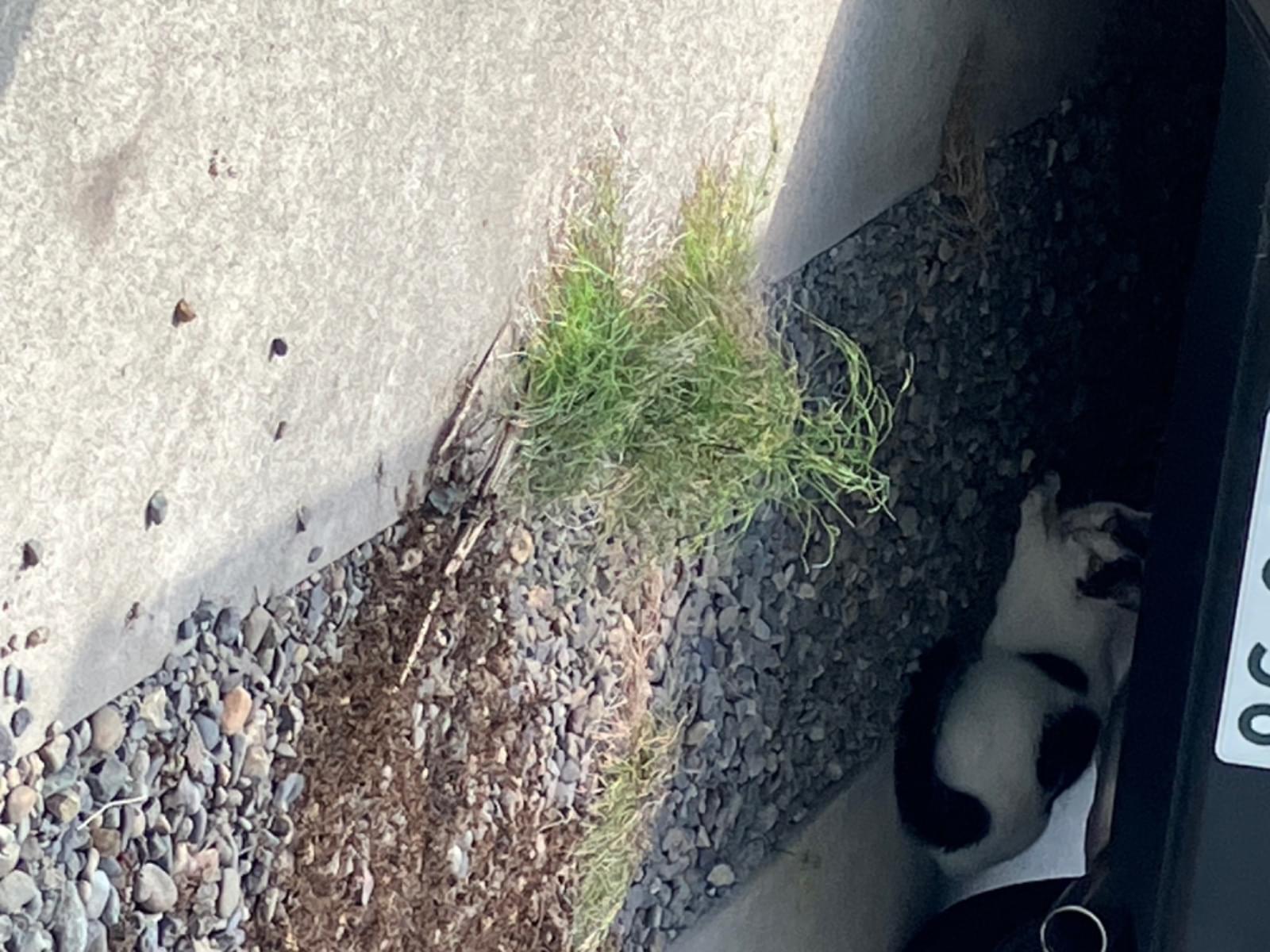 目撃された猫 目撃された猫