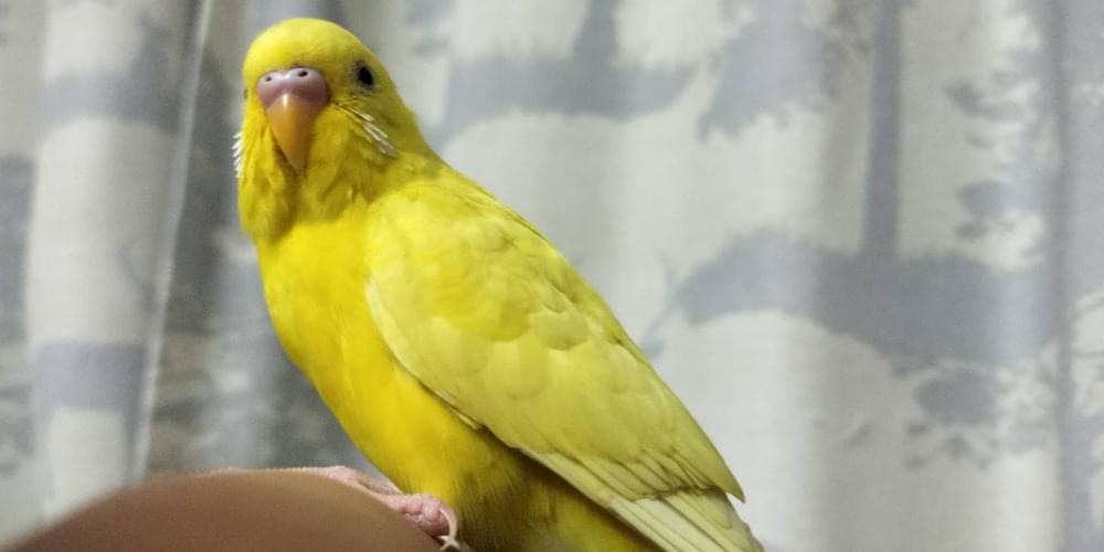 迷子 セキセイインコ ルチノー(黄色) オス