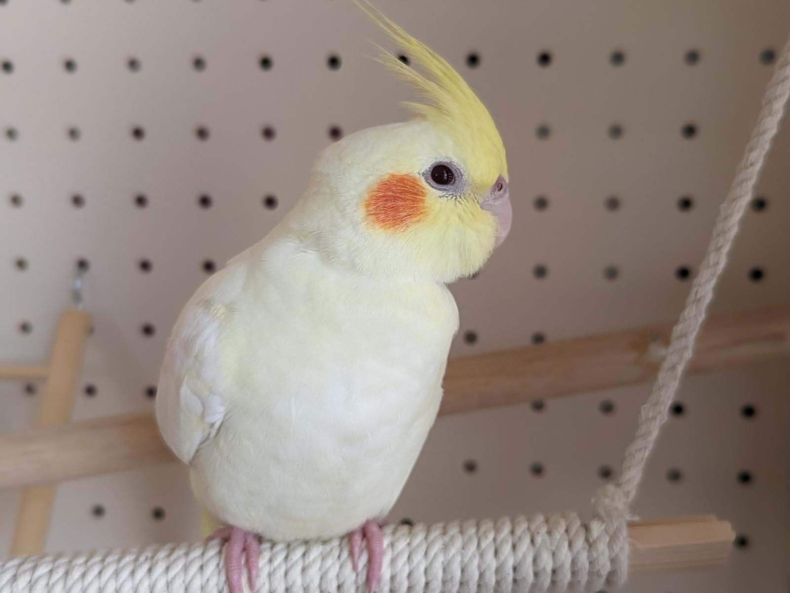 ぴーちゃん ぴーちゃん