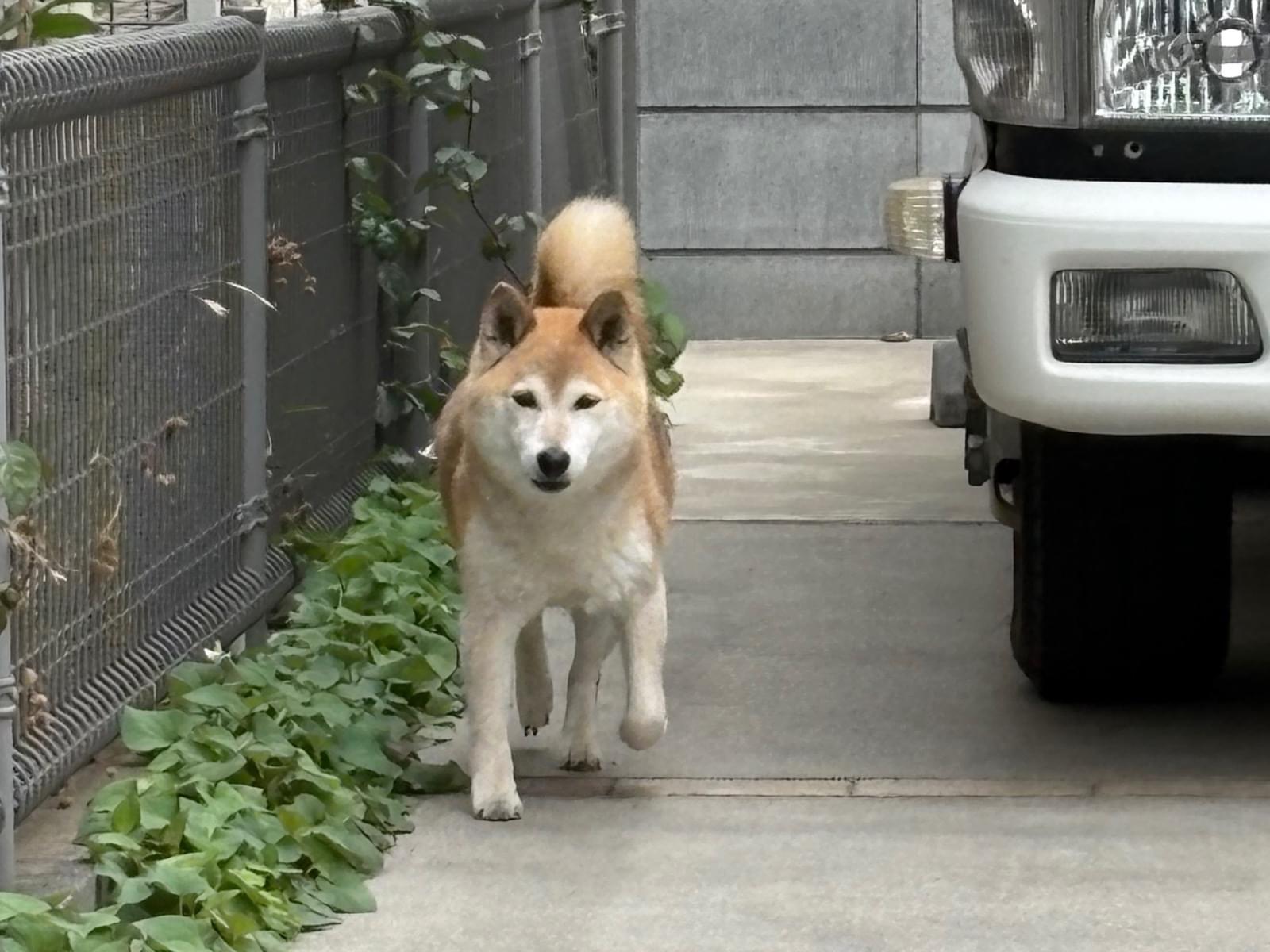 目撃された犬