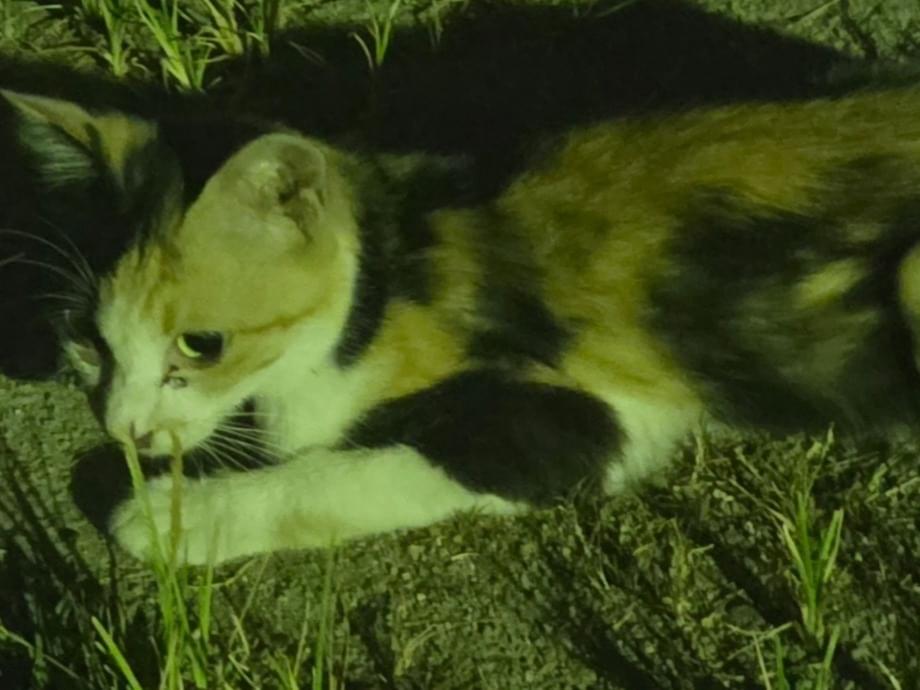 目撃された猫