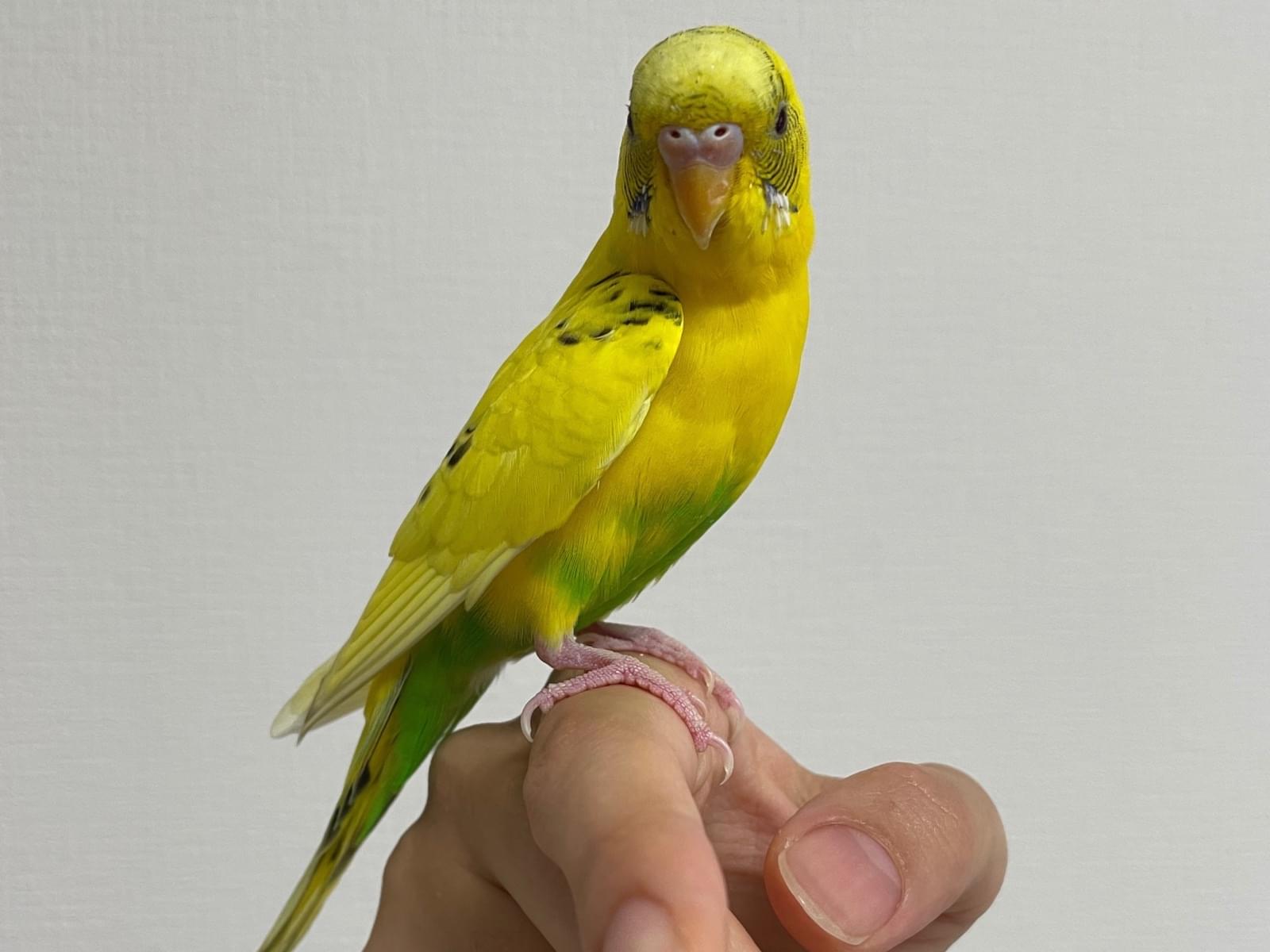 保護された鳥 保護された鳥