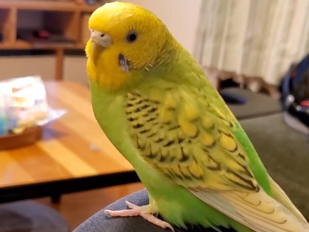 ここちゃん ここちゃん