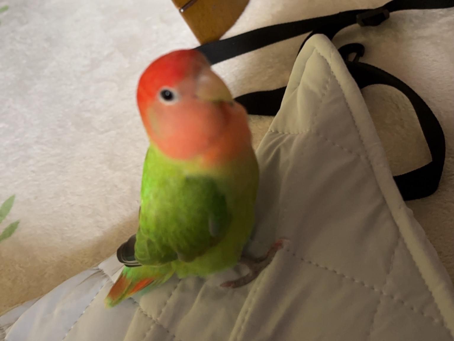 モモちゃん
