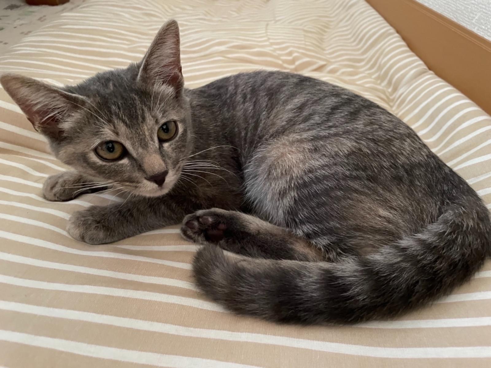 保護された猫 保護された猫