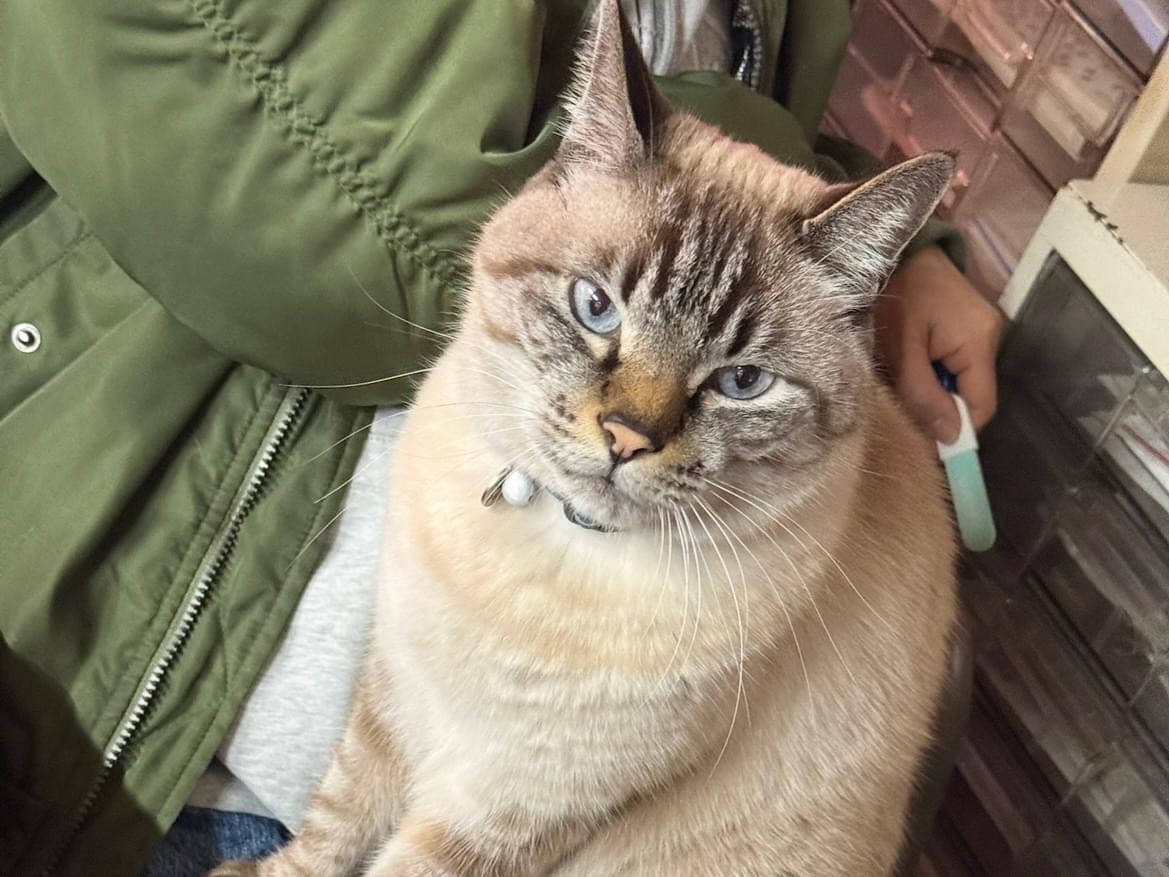 いなりちゃん いなりちゃん