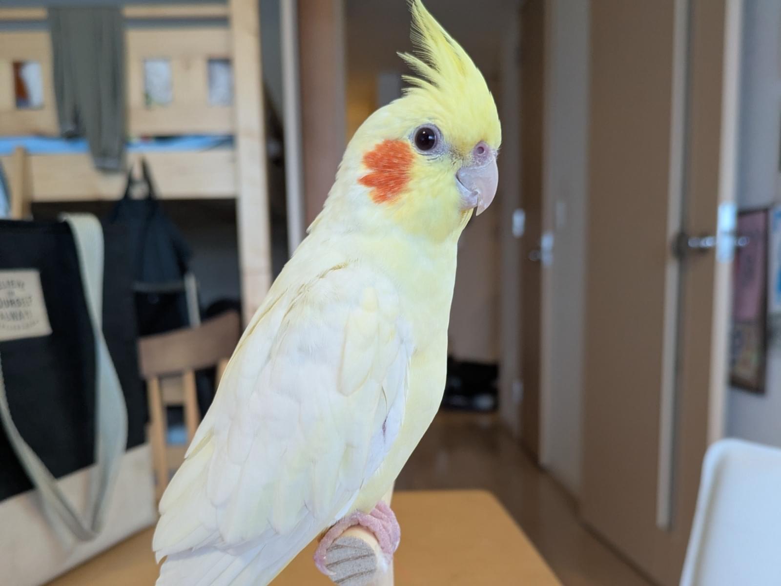 みかんちゃん みかんちゃん