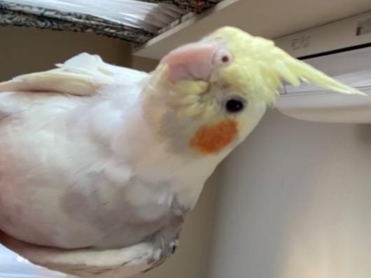 あーさーちゃん あーさーちゃん
