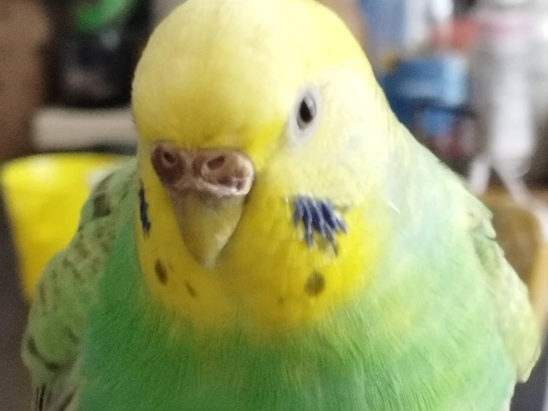 ルッチちゃん ルッチちゃん