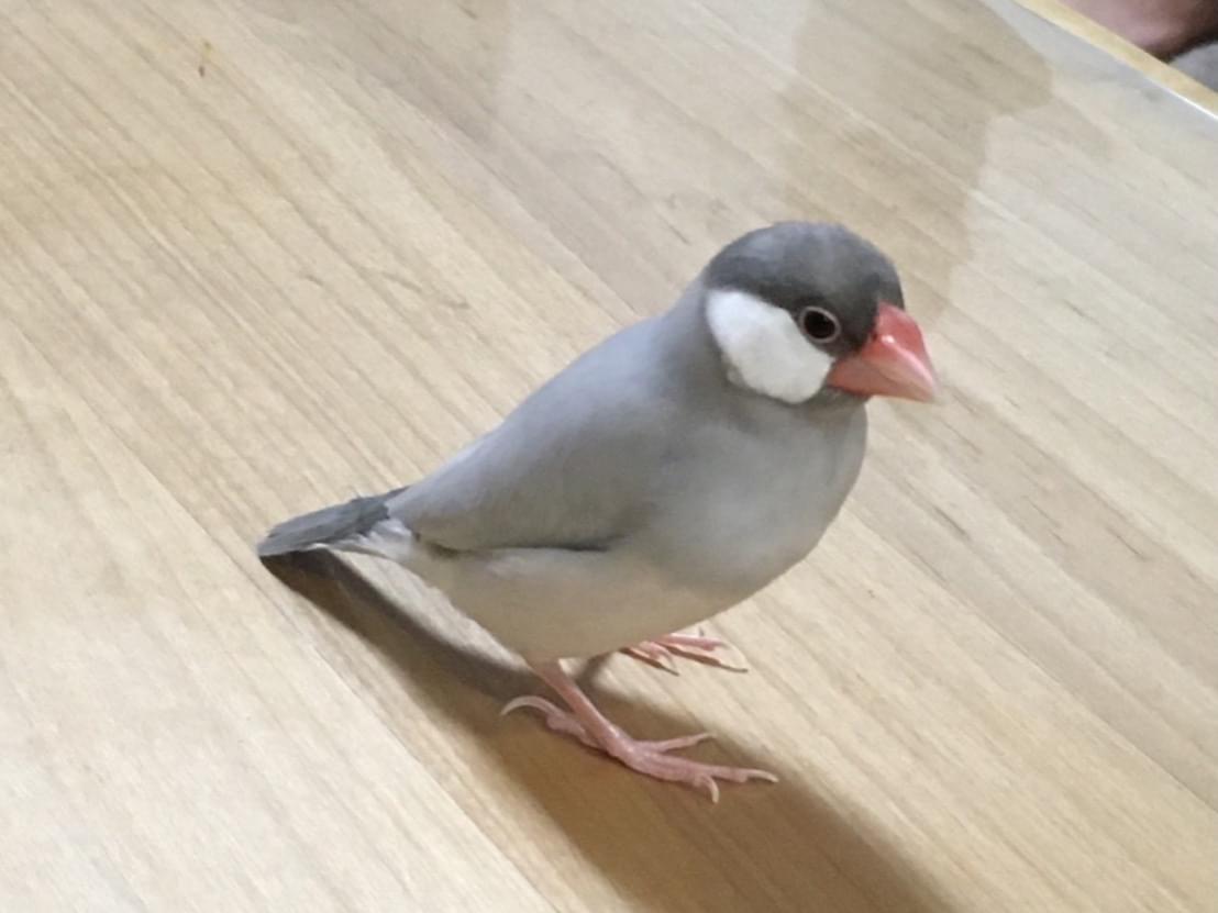 シーちゃん シーちゃん