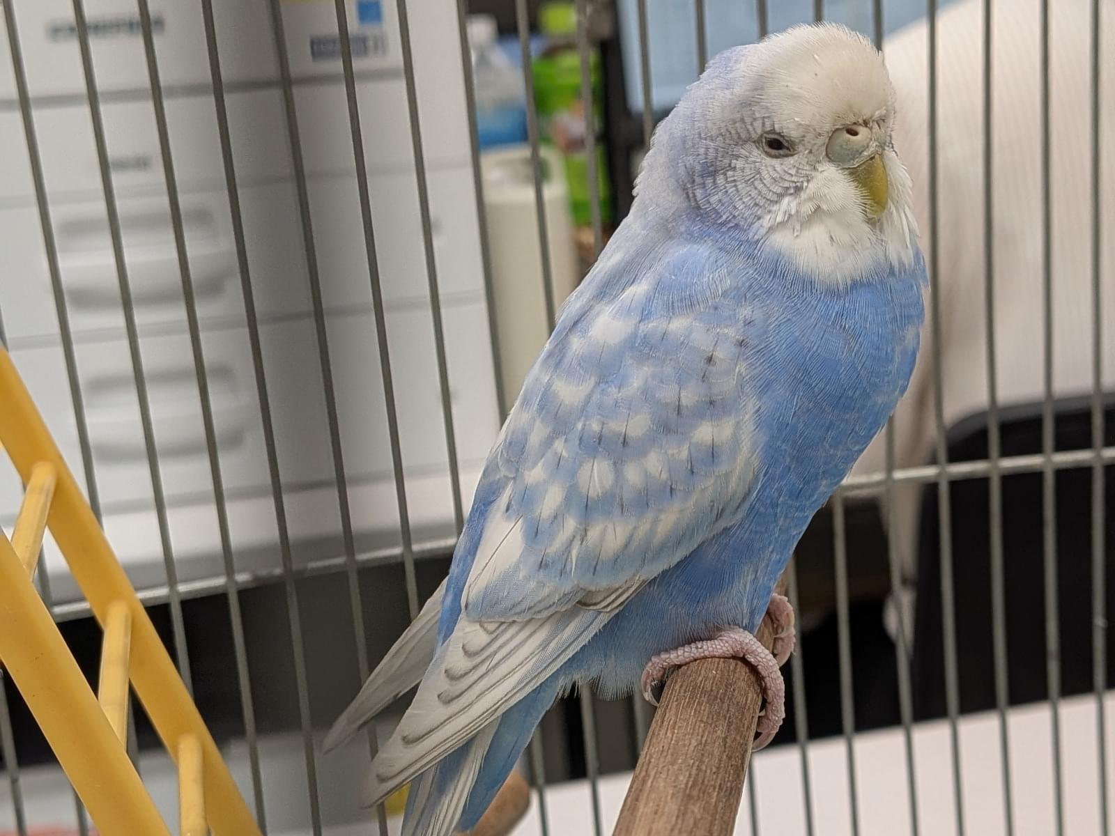 保護された鳥 保護された鳥