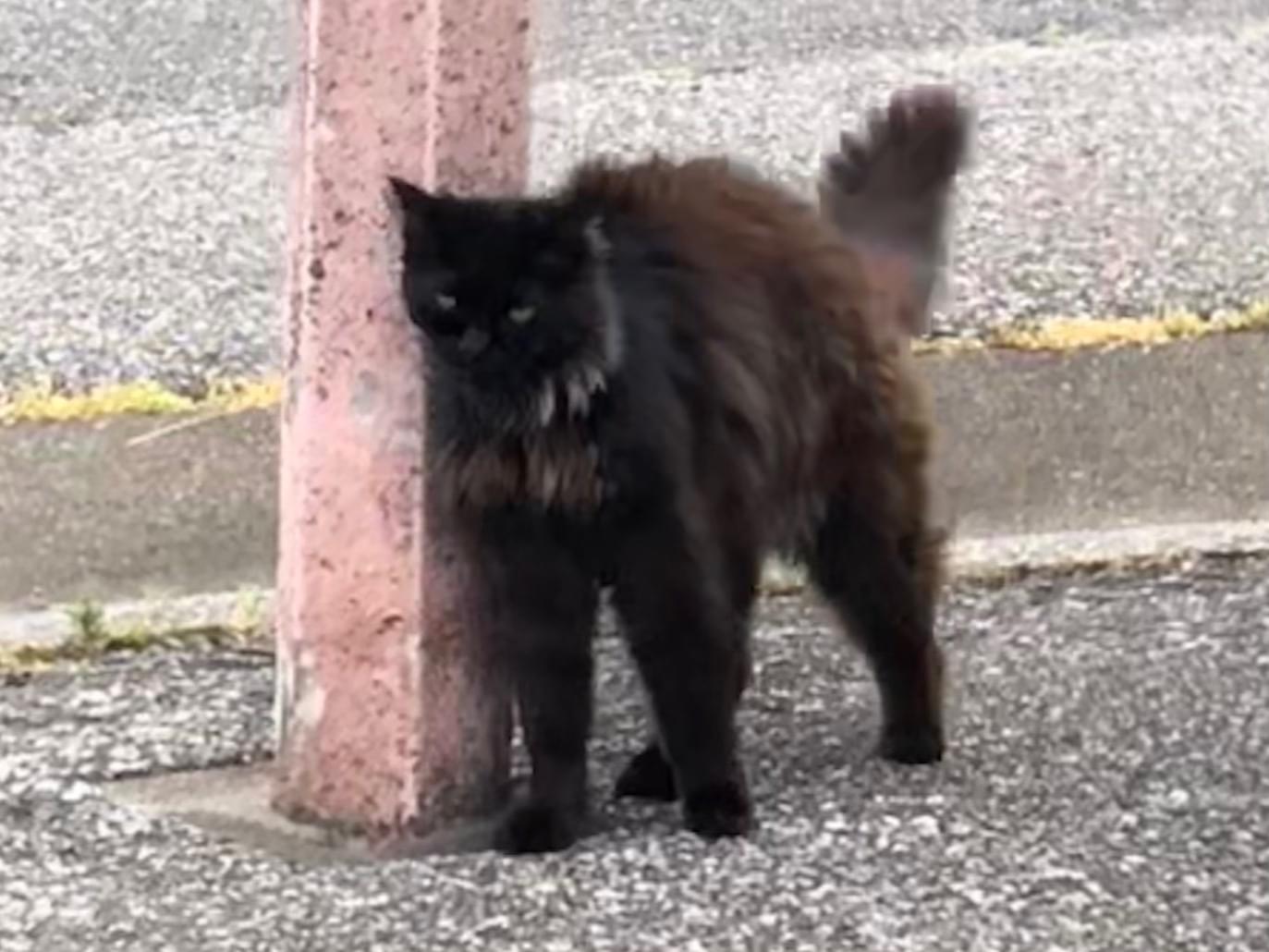 目撃された猫