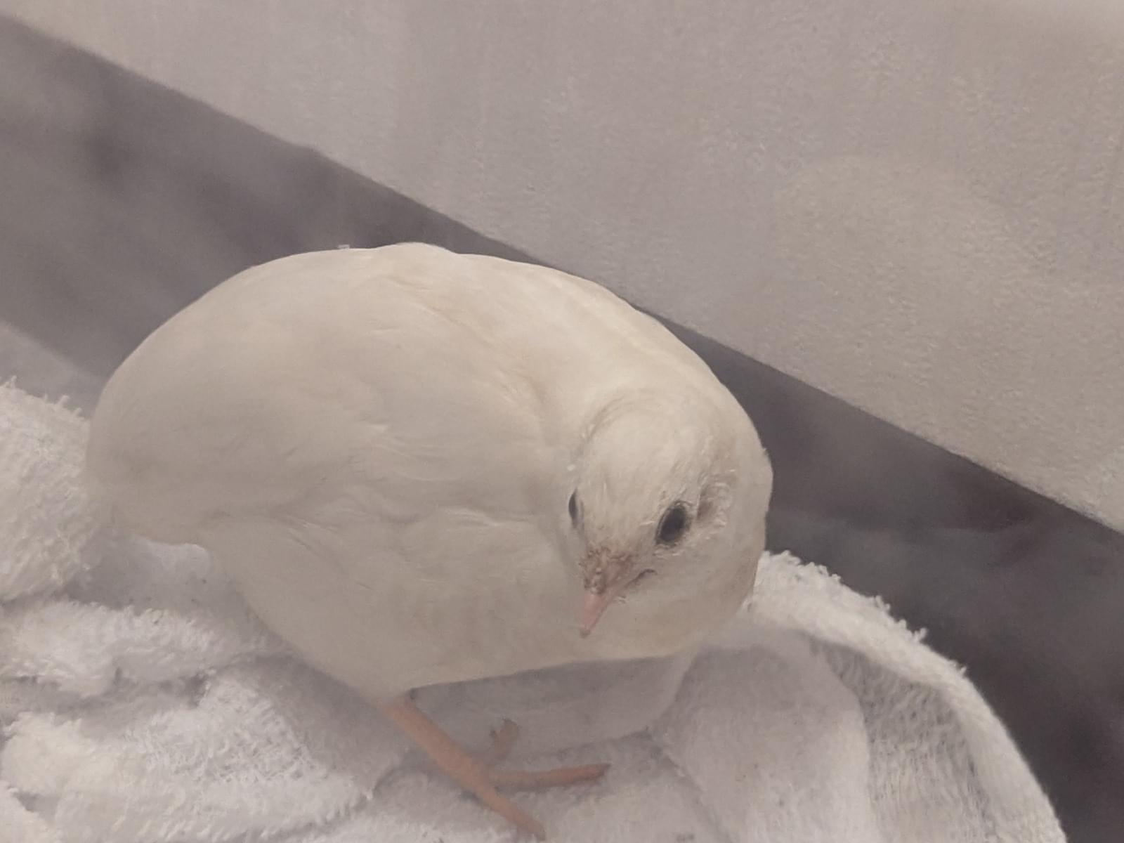 保護された鳥 保護された鳥