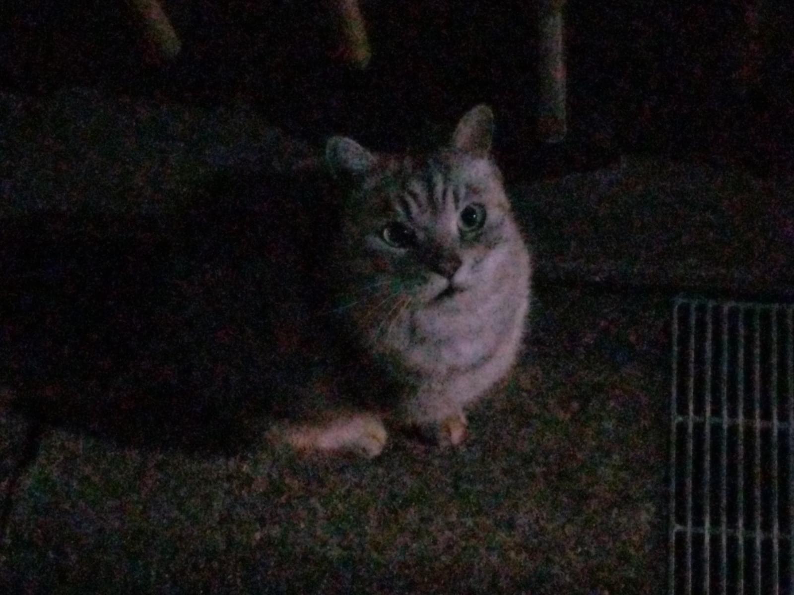 目撃された猫 目撃された猫