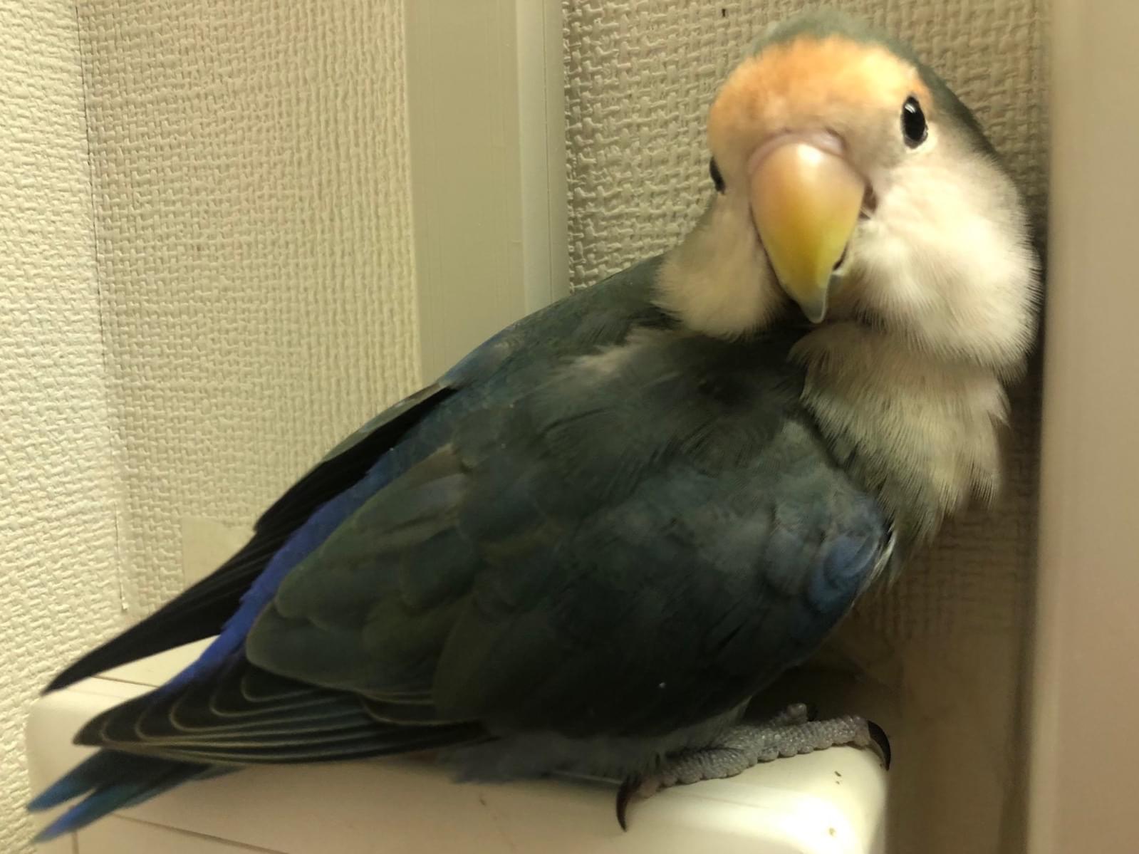 せらどんちゃん せらどんちゃん