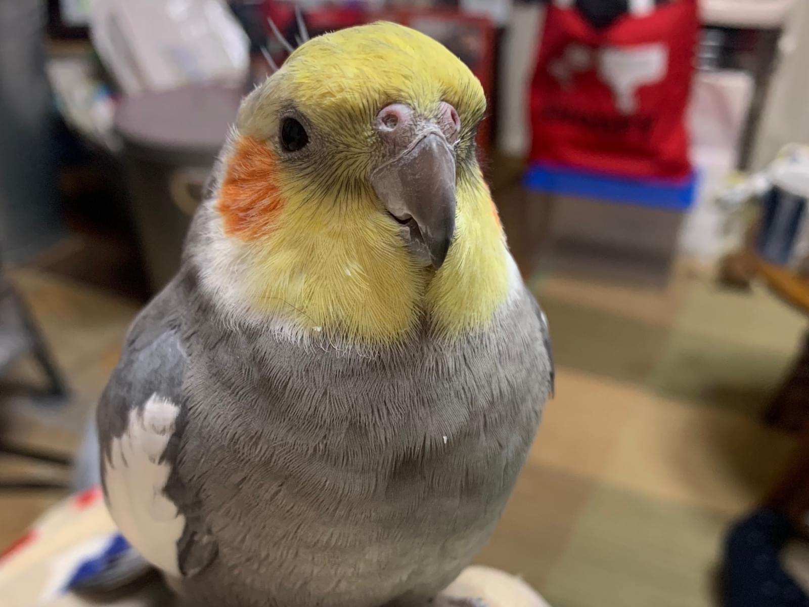 ぽぽちゃん ぽぽちゃん