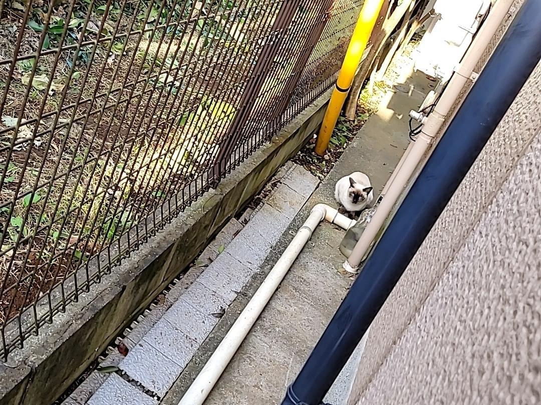 目撃された猫 目撃された猫