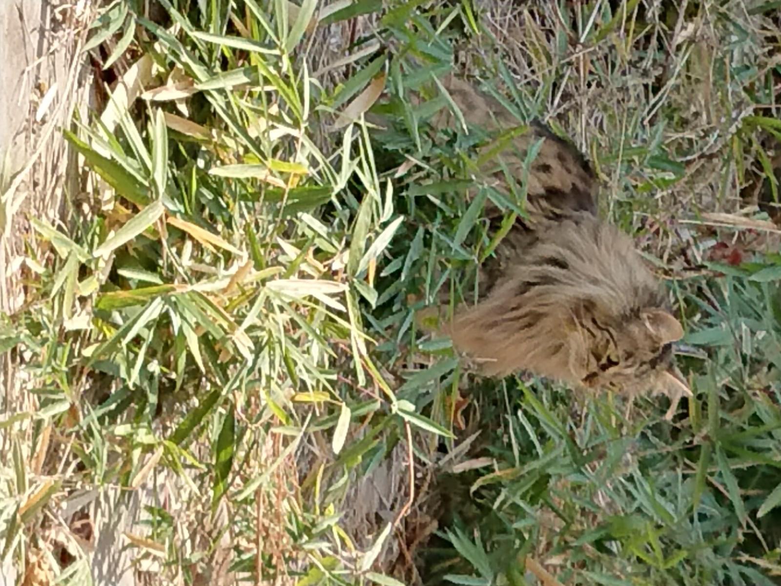 目撃された猫 目撃された猫