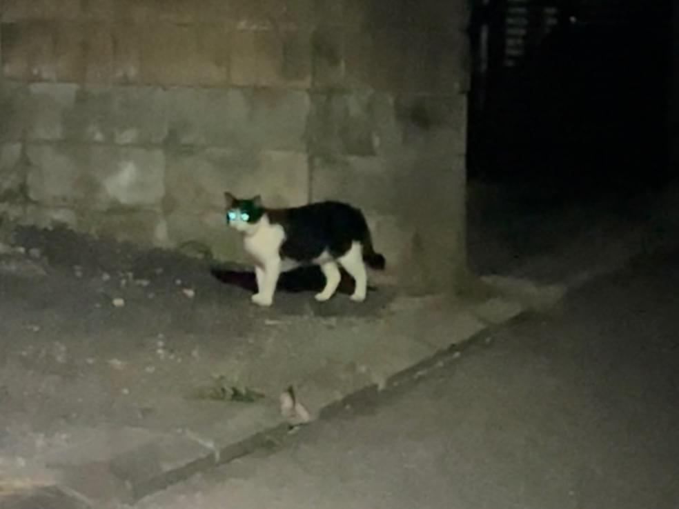 目撃された猫 目撃された猫