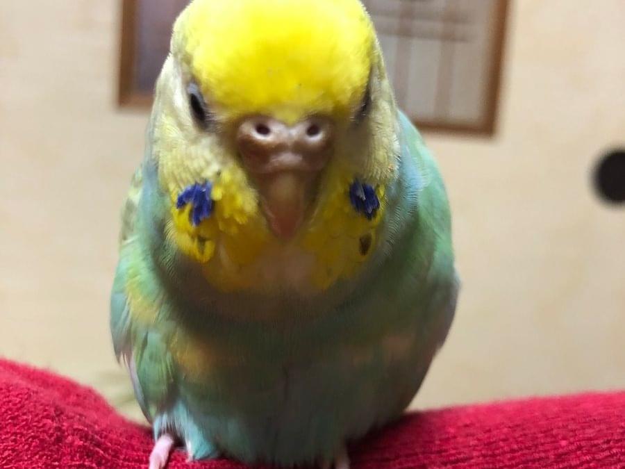 ソラちゃん ソラちゃん