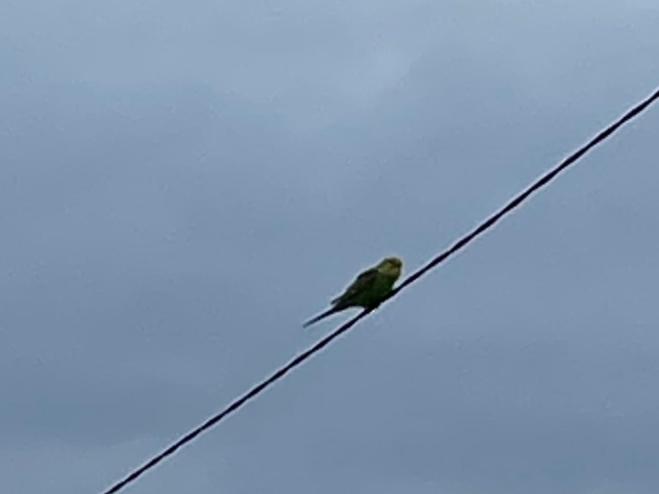 保護された鳥 保護された鳥