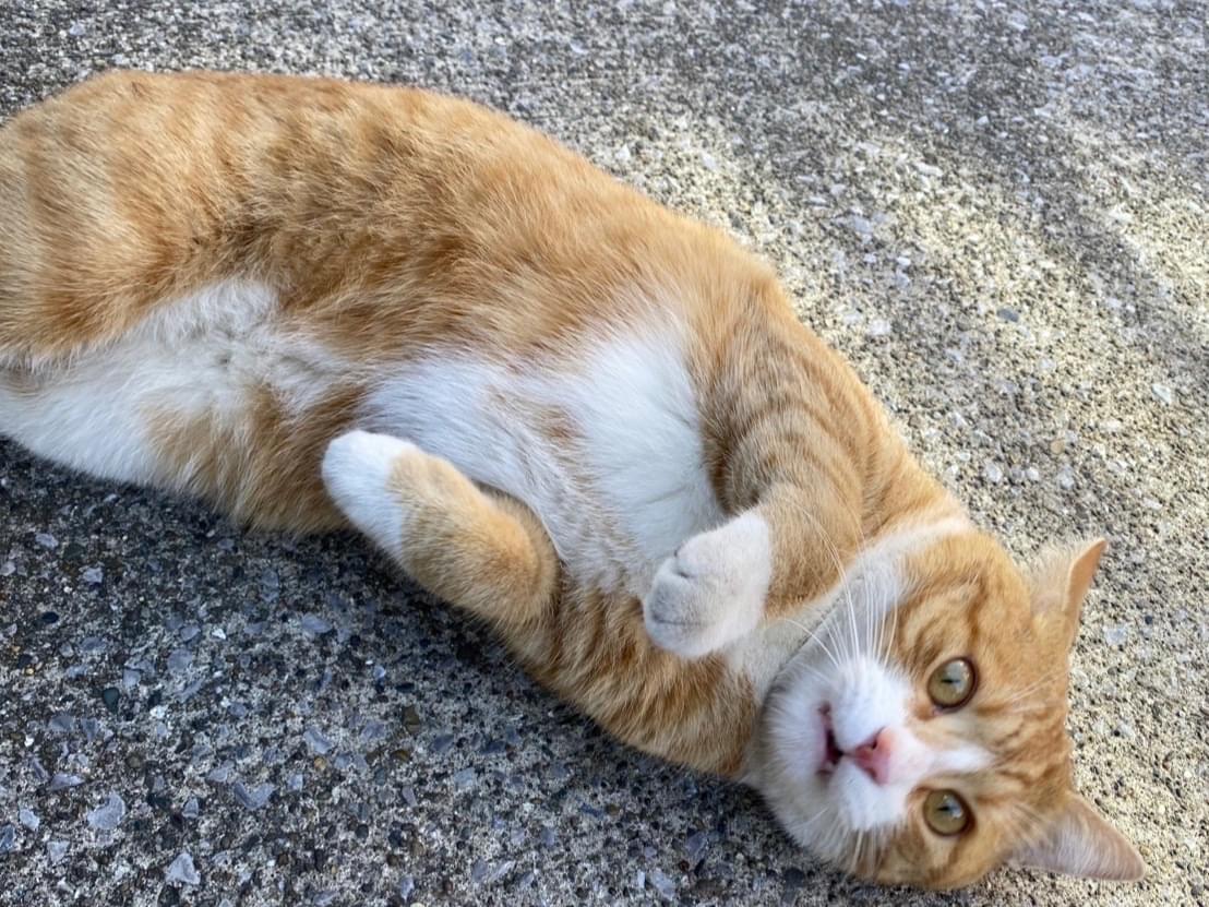 目撃された猫 目撃された猫