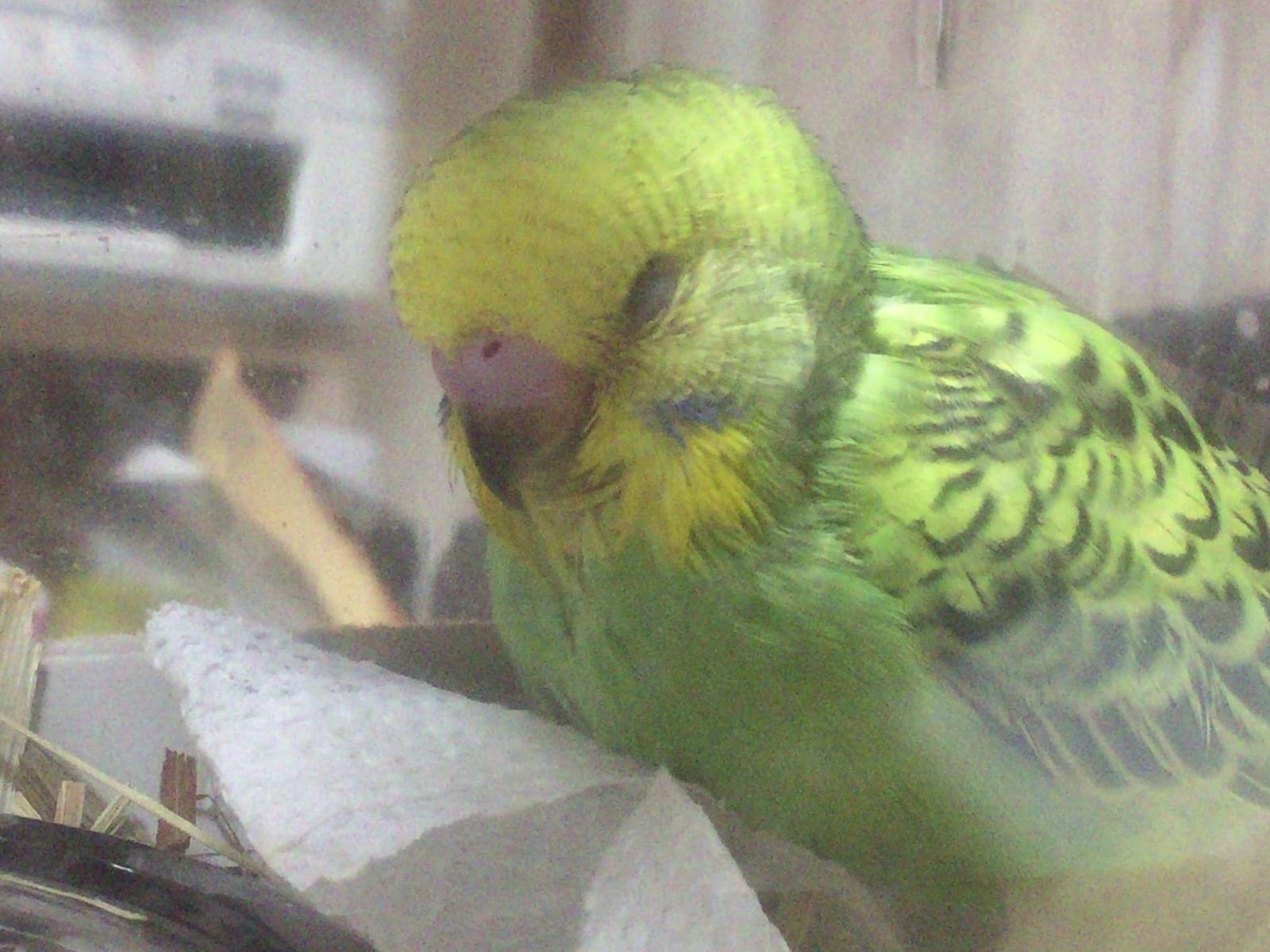 きゅるちゃん きゅるちゃん