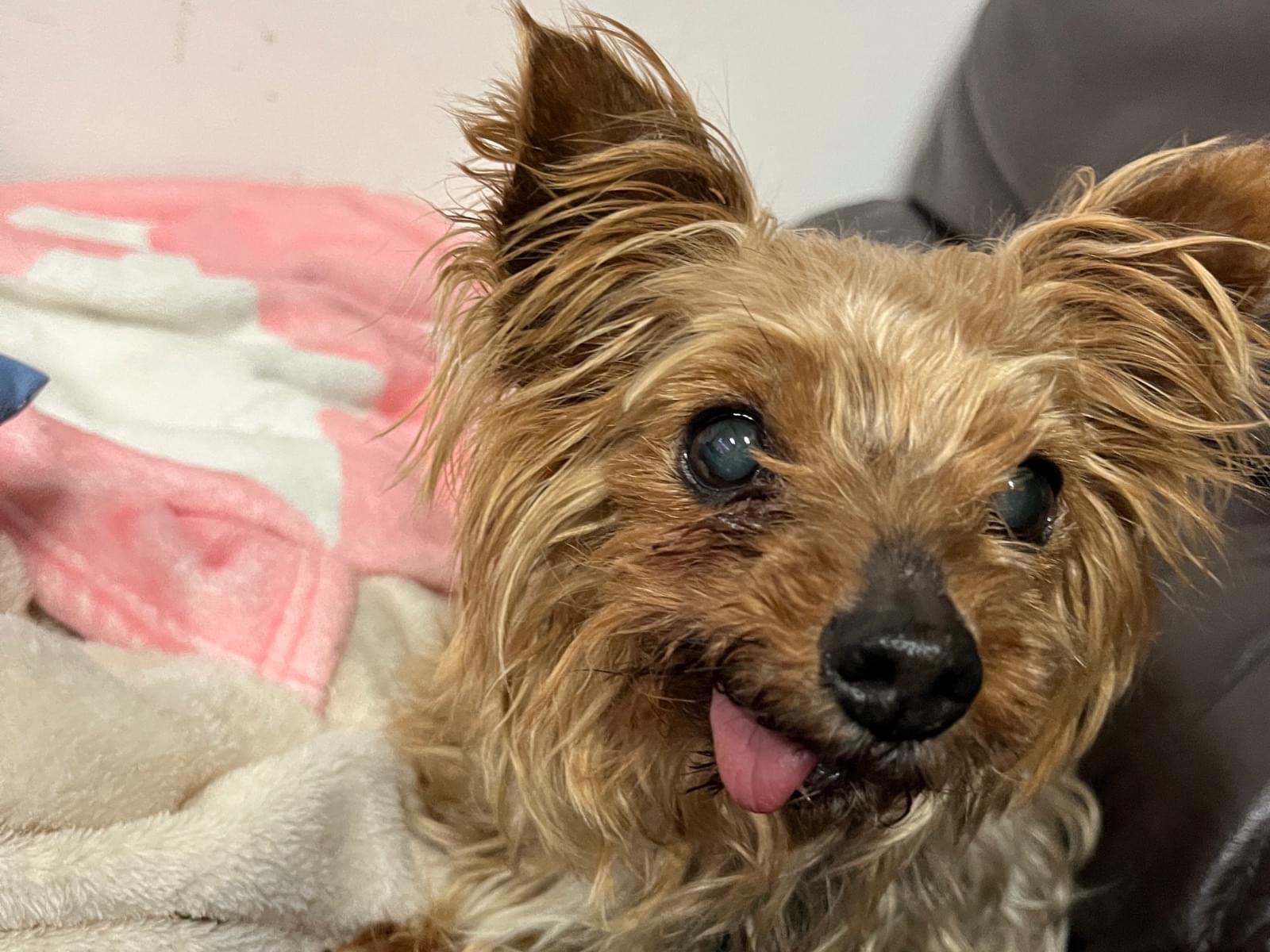 保護された犬 保護された犬