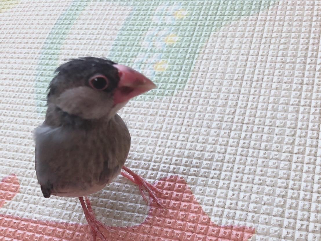 ぶんじちゃん ぶんじちゃん