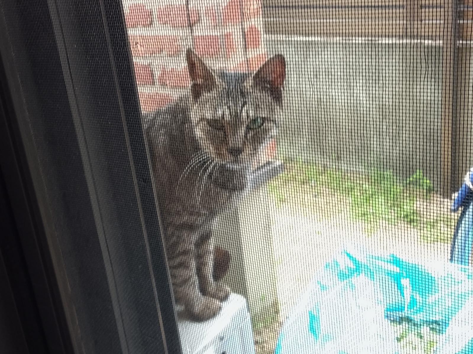 目撃された猫