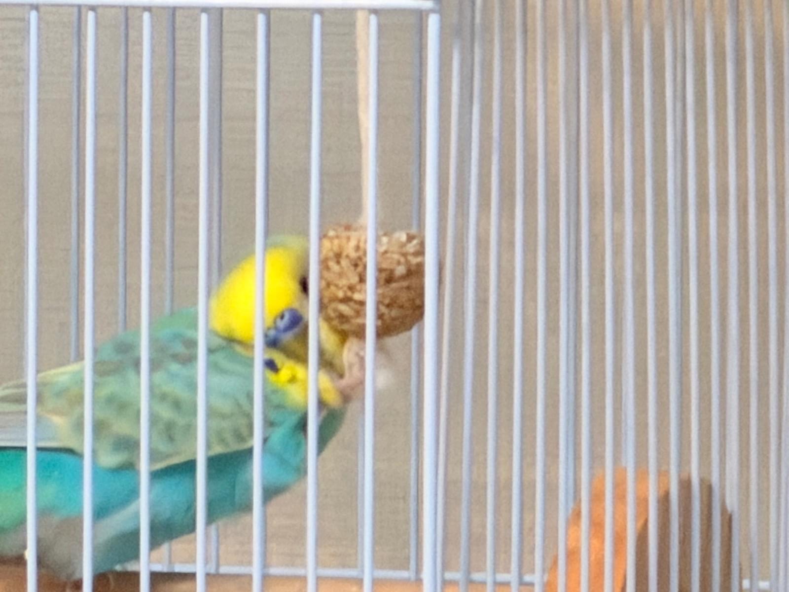 ぴーちゃん