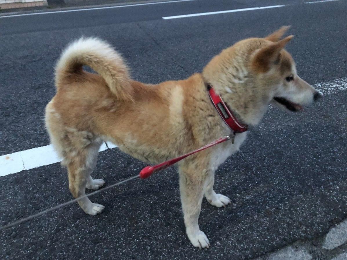 保護された犬 保護された犬