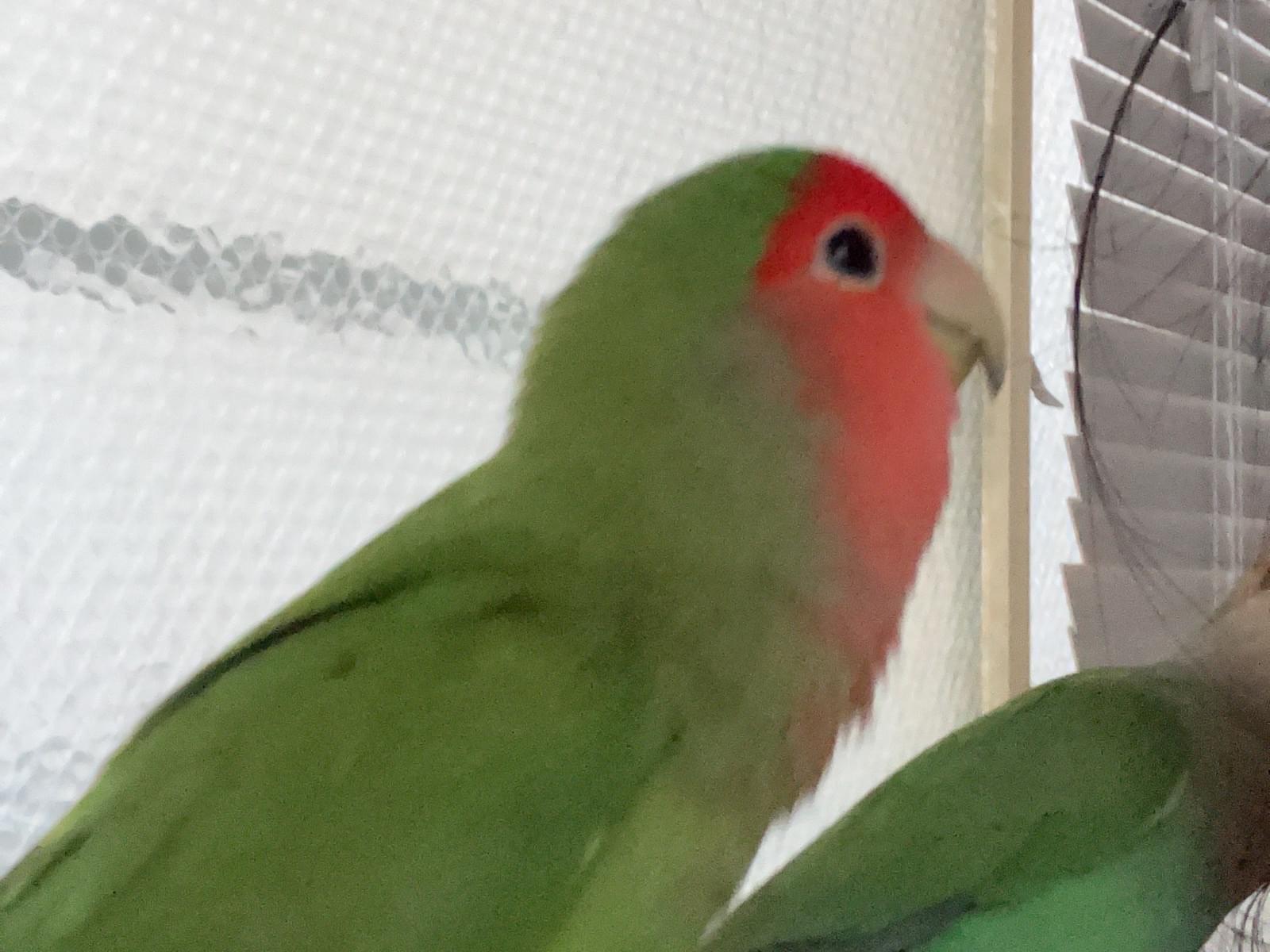 あーちゃん あーちゃん