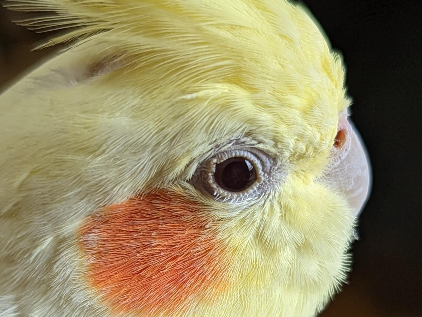 ぴーたんちゃん ぴーたんちゃん