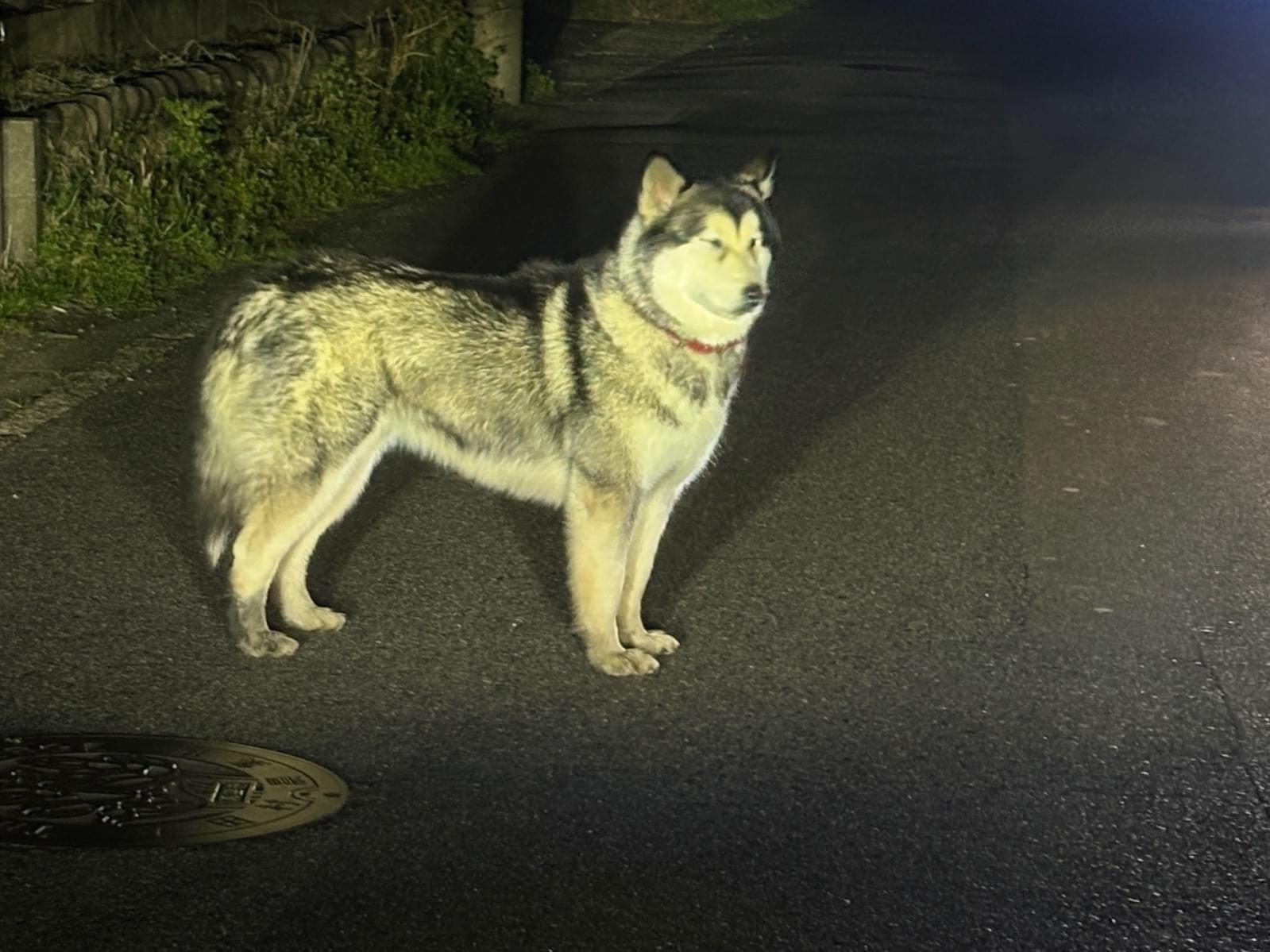 目撃された犬 目撃された犬