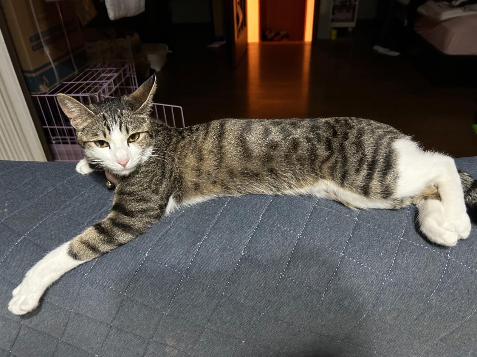 エマちゃん エマちゃん