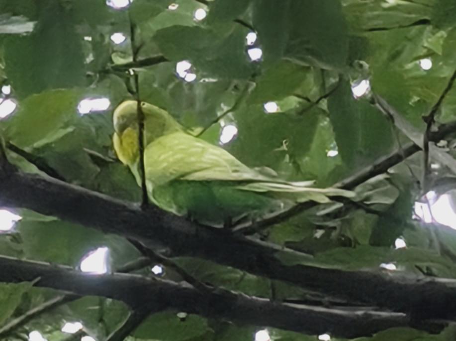 目撃された鳥 目撃された鳥