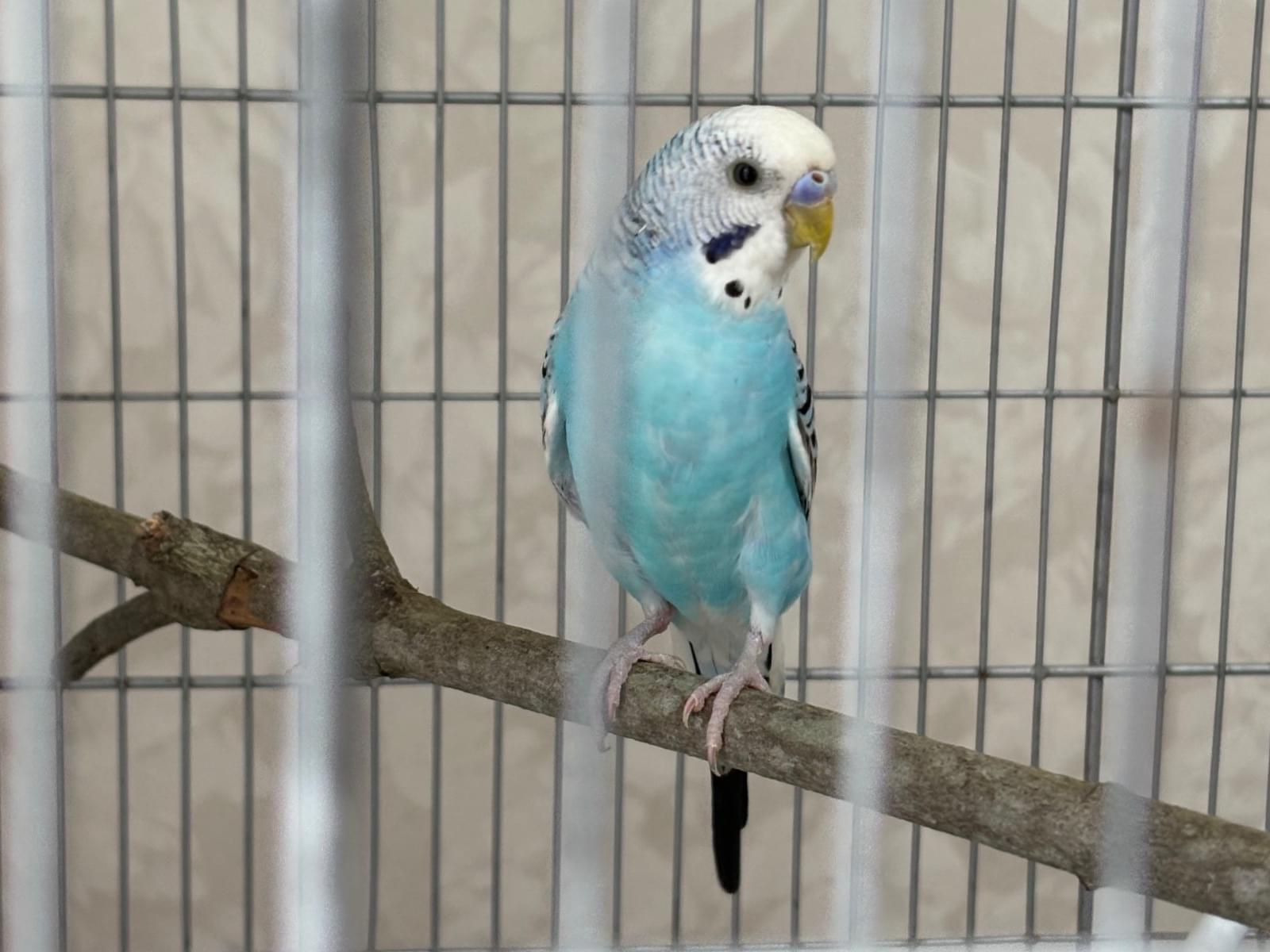 保護された鳥
