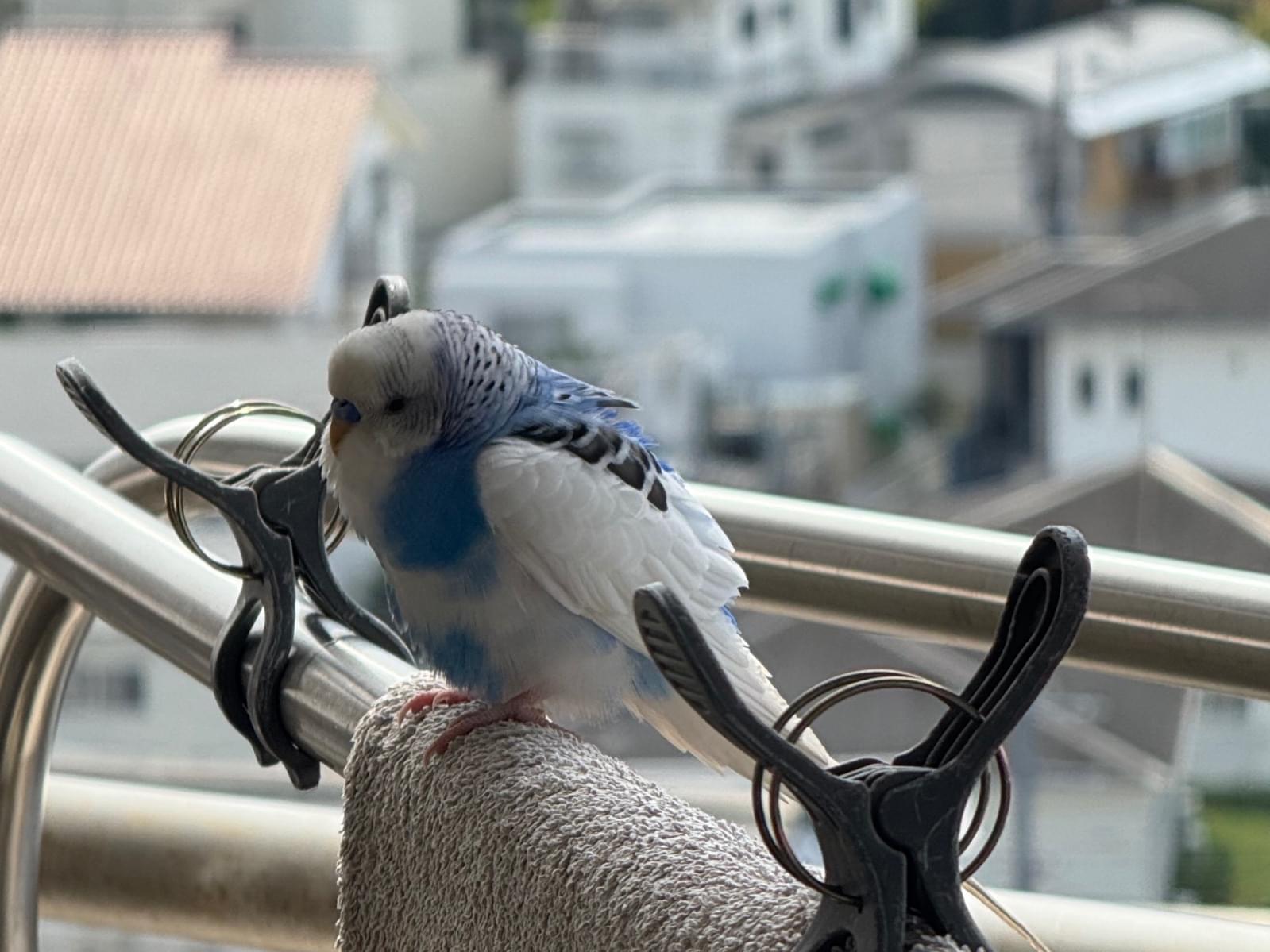 保護された鳥 保護された鳥