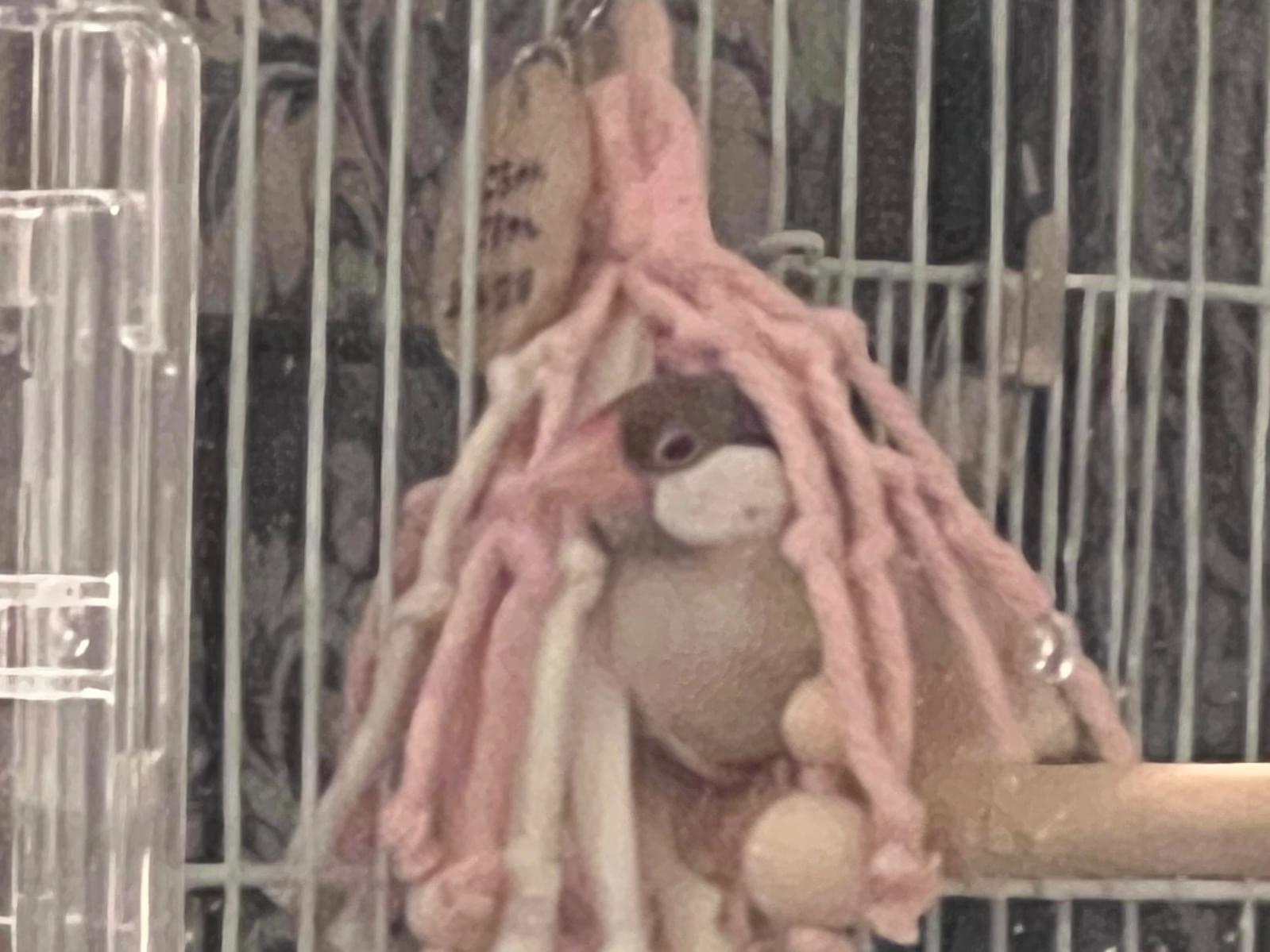 もこちゃん もこちゃん