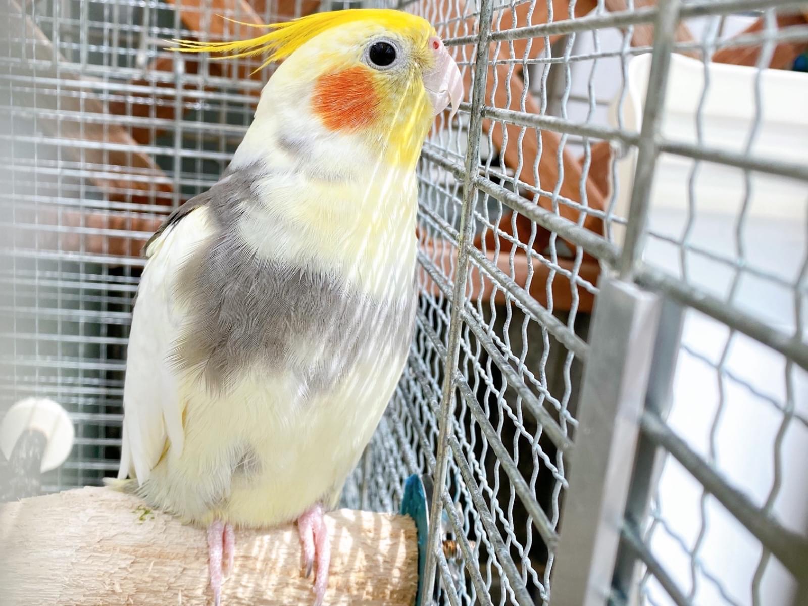きーちゃん きーちゃん