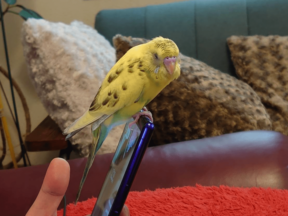ぴーちゃん ぴーちゃん
