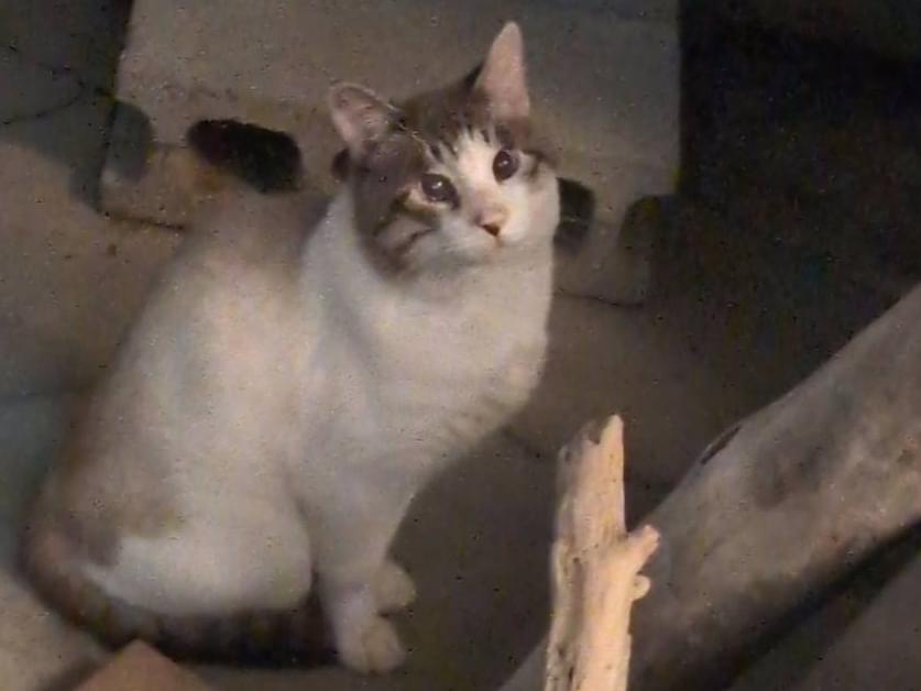 目撃された猫 目撃された猫