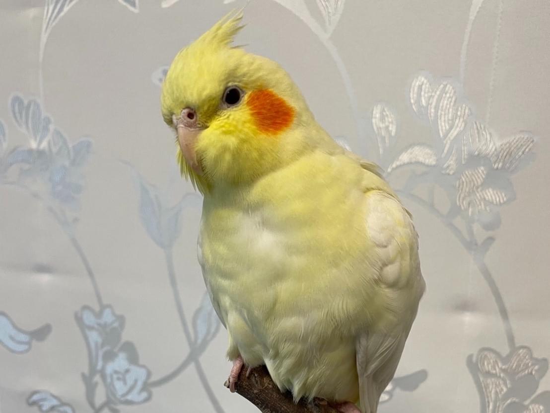もちちゃん もちちゃん