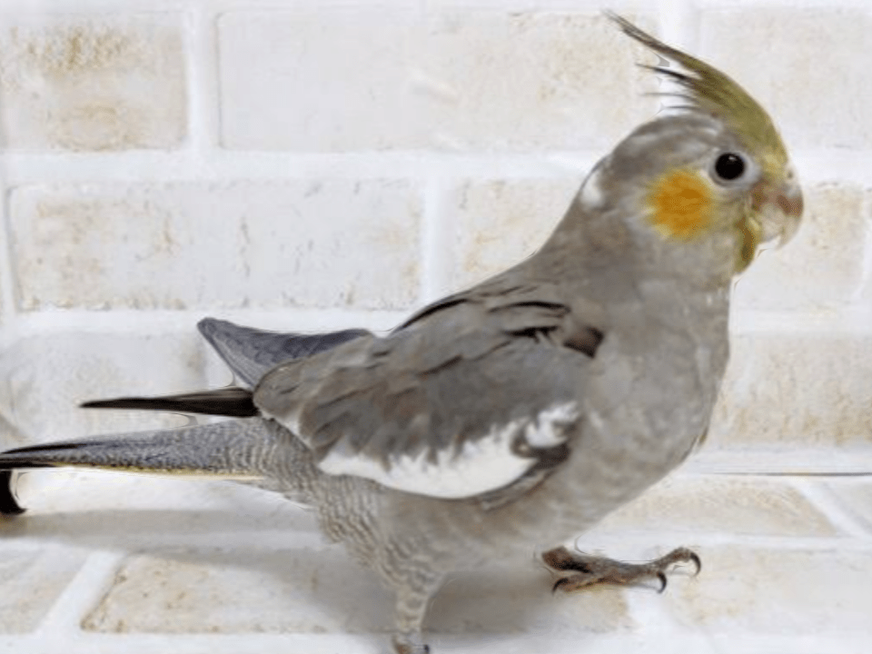 レゴラスちゃん レゴラスちゃん