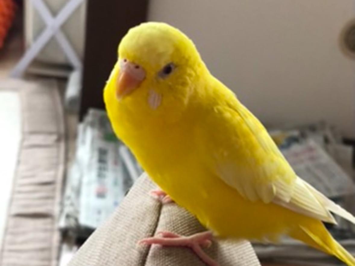 るるちゃん るるちゃん